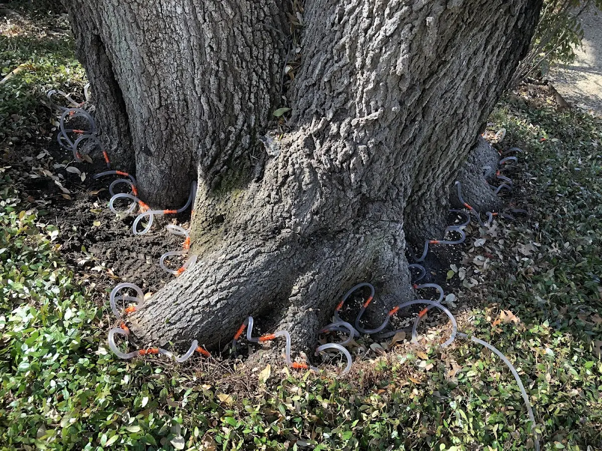 Detailed Tree Cabling and Bracing job site in Pursglove